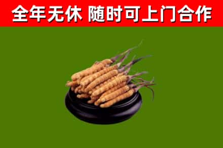 金口河回收散虫草